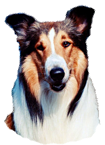 Lassie Online
