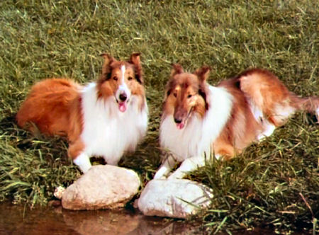 Lassie (left) and Duke