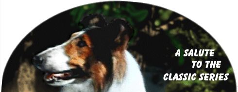 Portrait of Lassie top
